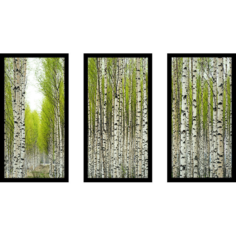 Bouleaux - ensemble de 3 reproductions de photos encadrées, H 25,5 po x l 40,5 po x P 1 po