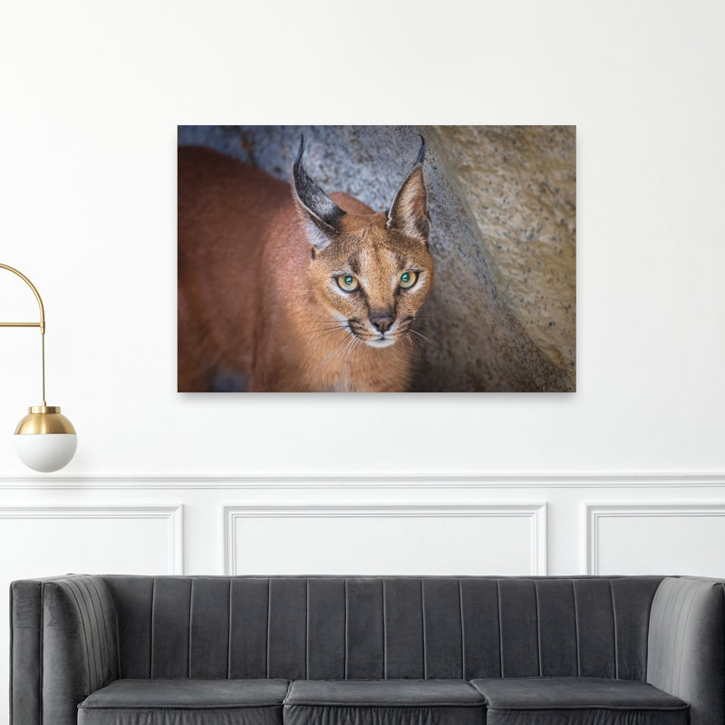 Caracal'S Watchful Gaze Contemporary Cat Wall Art Print by Jeffrey C. Sink - 1 Piece Wrapped Canvas Wall Art