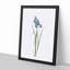 Iris Pratensis by Pierre-Joseph Redoute - Framed Print-89200590-89200595