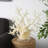 Buelah Polystone Coral Decorative Cream Sculpture with Clear Acrylic Base