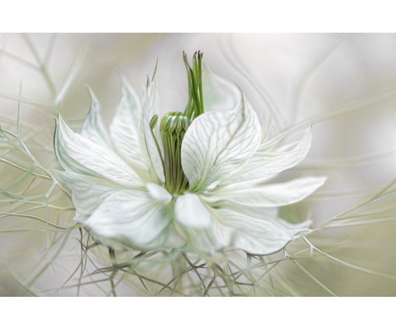 Wrapped Canvas Print, 50.8 cm H x 76.2 cm W
