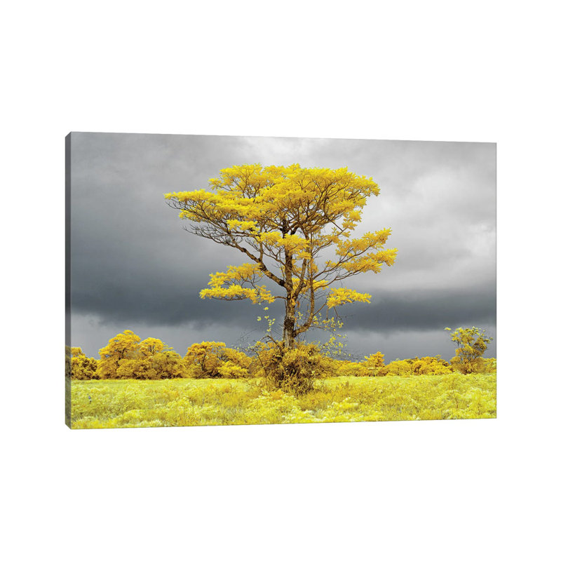 Lonely Tree On The Field #2 by Glauco Meneghelli - Wrapped Canvas Print
