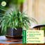 Live Spider Plant