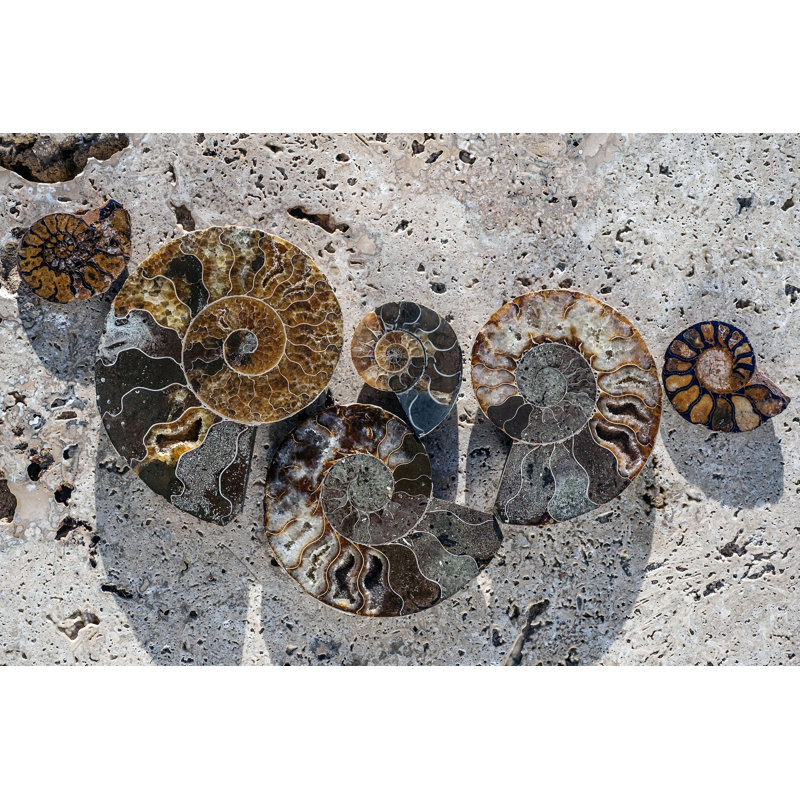 Gifts Of The Shore XIV by Elena Ray - Wrapped Canvas Print, 61cm H x 91cm W