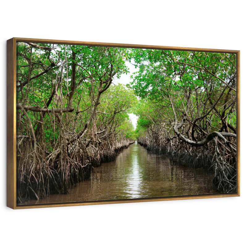 Mangroves de Everglade City, 46 po x 31 po, Cadre flottant doré