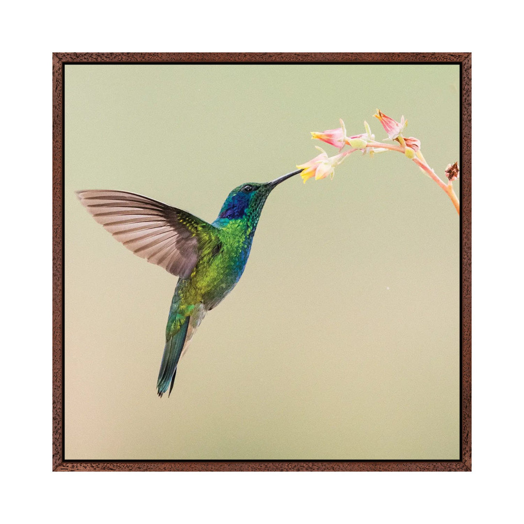 Blauohr-Veilchenkolibri beim Fressen einer BlÃ¼te, Talamanca-Gebirge, Costa Rica