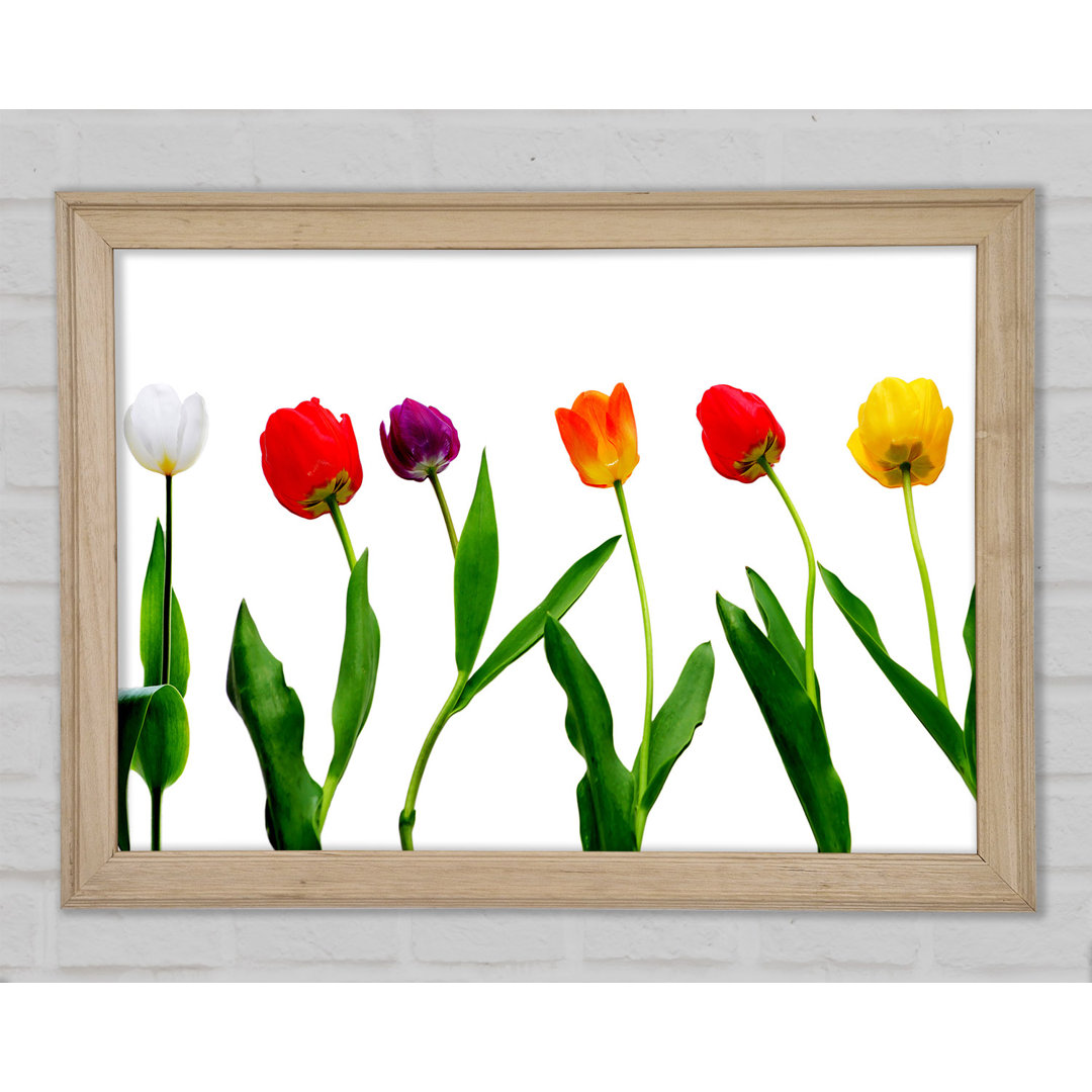 Farben der Tulpen Gerahmter Druck