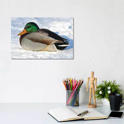 Cold Duck by Brian Wolf - Wrapped Canvas Print