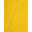 Autumn Leaf Print by Philippe Monthoux-65800499-65800501-106870021