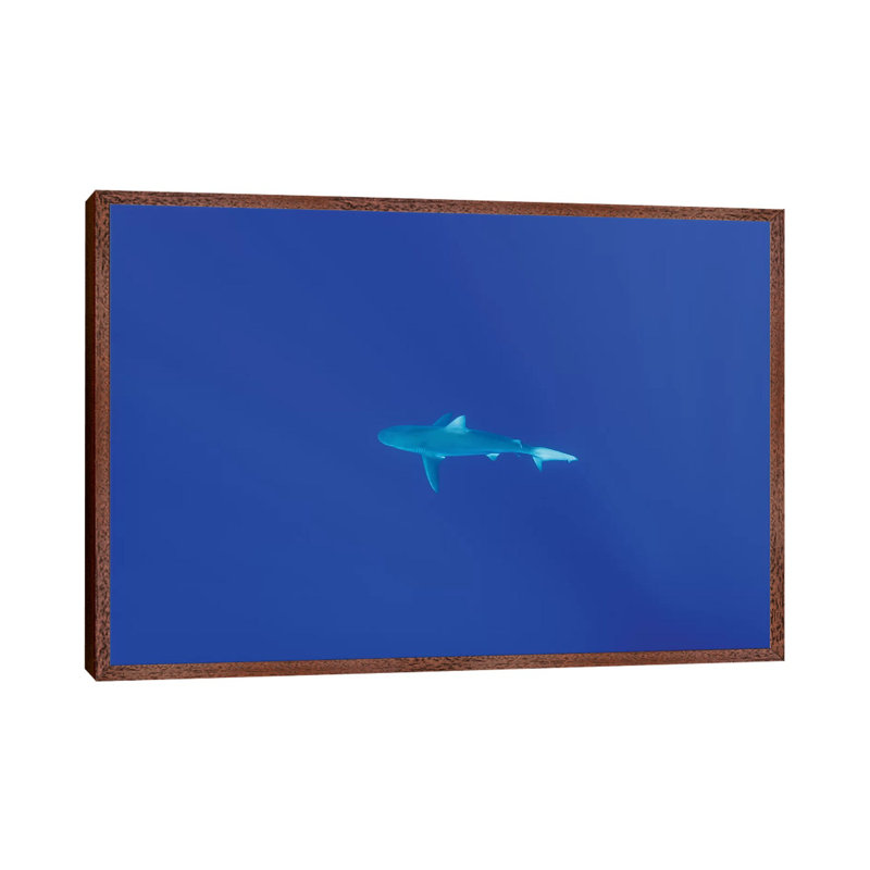 Hawaiian Shark by Bethany Young - Print on Canvas, 66.04cm H x 101.6cm W x 3.81cm D, Classic Brown Wood Framed