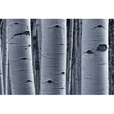 " Closeup Of Aspen Bark "