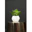 24cm Faux Succulent Plant in Concrete Pot