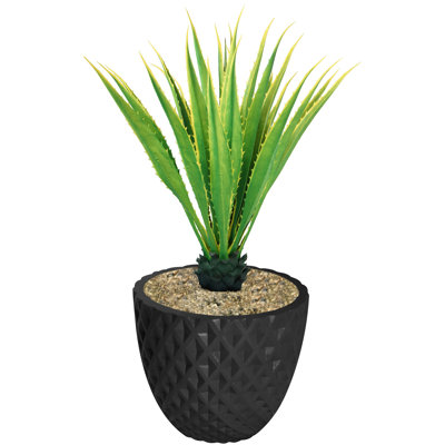 Agave en pot Panama