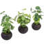Plante artificielle d'intérieur 8 po en pot brun
