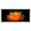 Cadre flottant de lotus orange brillant, design par Phillip Flowers-335206040-335206042