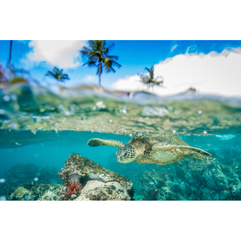 Hawaiian Green Sea Turtle by Drew Sulock Creations - Wrapped Canvas Print, 81Cm H x 122Cm W