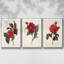 Red Botanical I, ensemble de 3 toiles encadrées sur toile-97711304-97711305