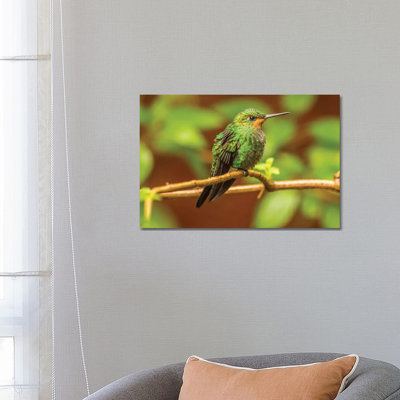 Costa Rica, Monte Verde Cloud Forest Reserve. Female Purple-Throated Mountain Gem Close-up. by Jaynes Gallery - Wrapped Canvas Print
