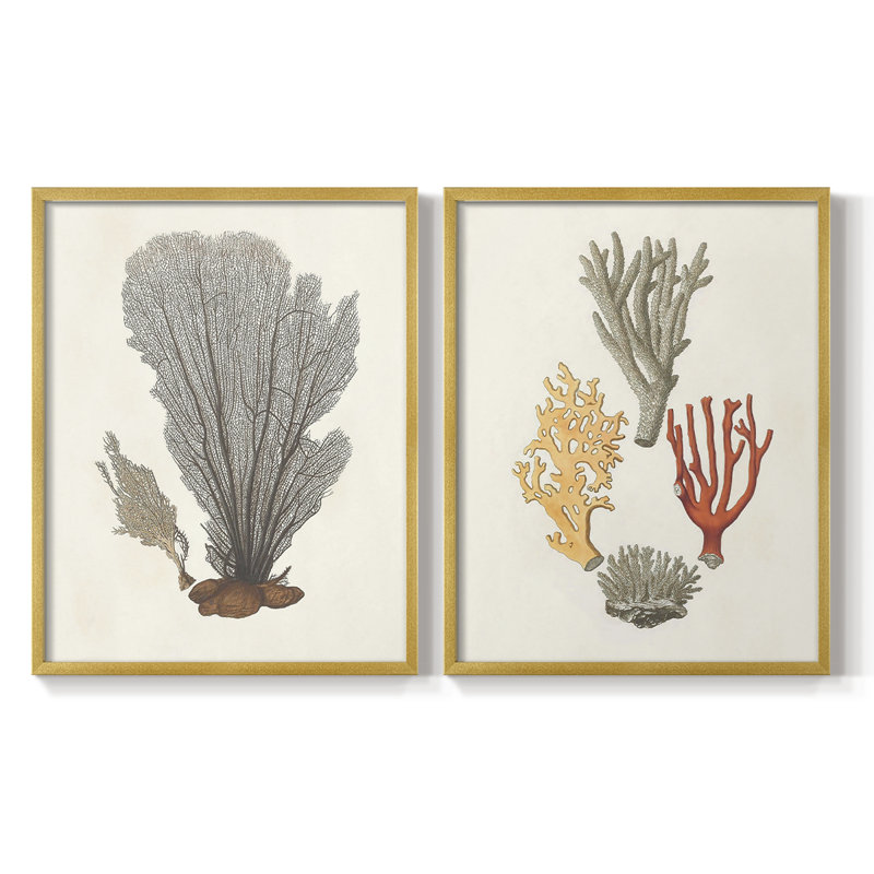 Knorr Shells & Coral III - reproduction encadrée de qualité supérieure - prête à être accrochée - aucun clou requis - aucun clou requis