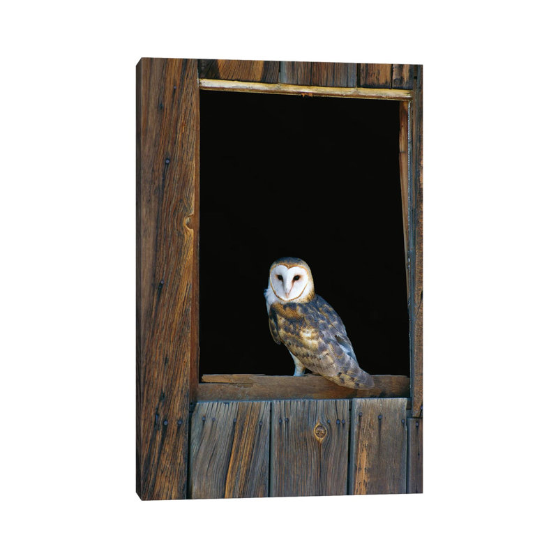 Barn Owl Perching On Barn Window, North America by Konrad Wothe - Wrapped Canvas Print, 66.04 cm H x 45.72 cm W x 3.175 cm D