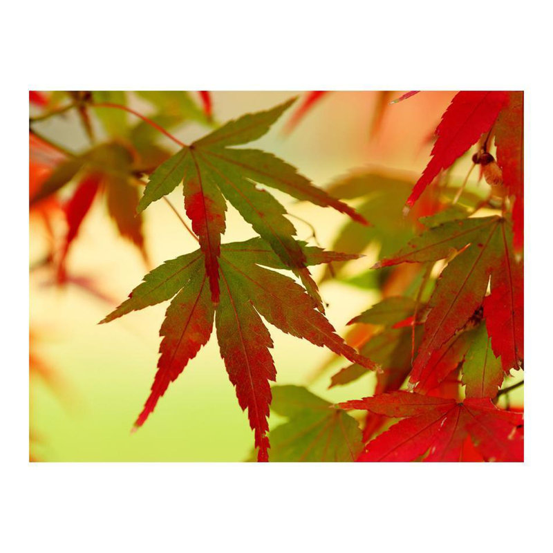 Murale feuilles colorées, L 90 po x l 118 po