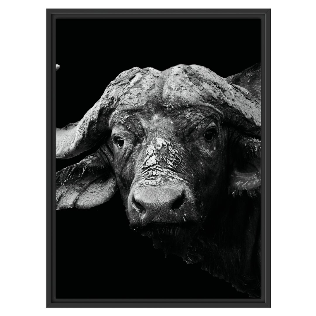 Gerahmtes Poster Dark Water Buffalo