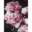 Pink Peonies Print On Canvas-98694152