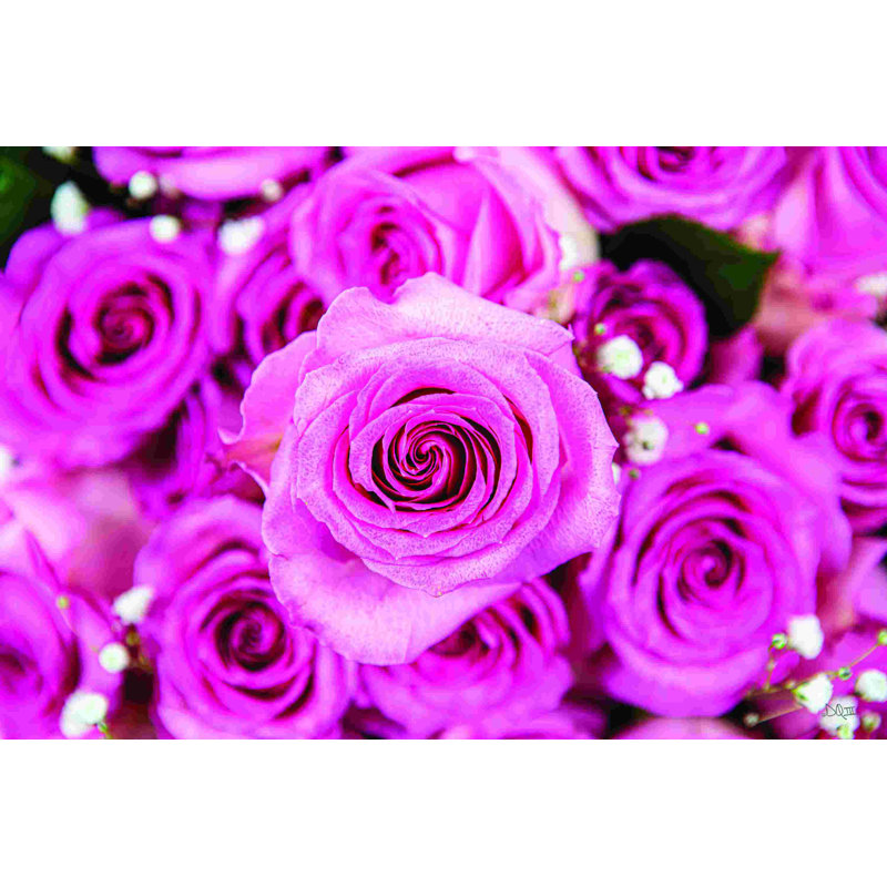 Roses fuchsia, L 12 po x H 8 po
