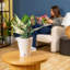 Aglaonema Plant in Planter