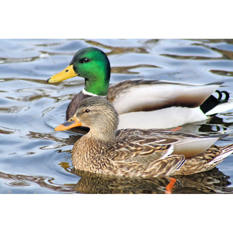 Mallard Duck, 20cm H x 30cm W x 3.8cm D
