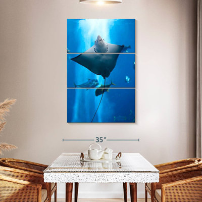 Brampt Manta Ray