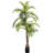 Pioche Palm Tree