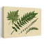 Antique Ferns 2 Abstract Contemporary Fern Landscape Nature Wall Art Print-1482142944
