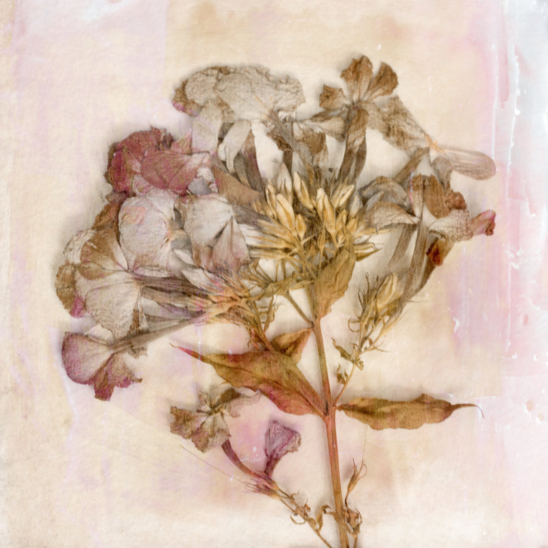 Remembered Flowers III by Judy Stalus - Wrapped Canvas Painting, 51cm H x 51cm W x 3.8cm D