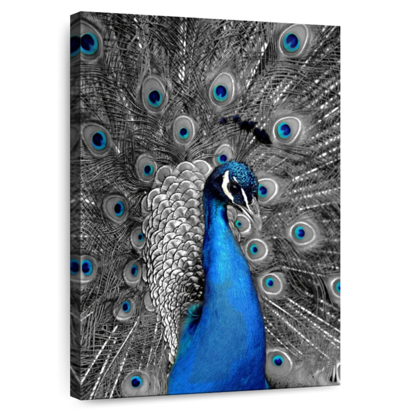 Brampt Close Up Blue Peacock, 12" H x 8" W
