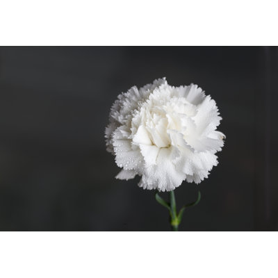 Simple œillet blanc par Jxfzsy