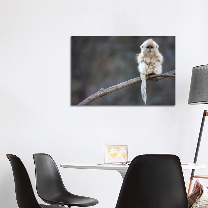 Golden Snub-Nosed Monkey Juvenile, Qinling Mountains, China by Cyril Ruoso - Wrapped Canvas Print