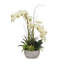 Orchidée en pot