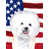 Bichon frisé 1