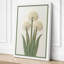 White Alliums Botanical - Wrapped Canvas-1986611701-1986611702