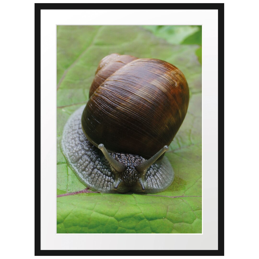 Gerahmtes Poster Weinbergschnecke auf Blatt