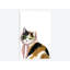 « cool cat i », impression sur toile-29283254-74748665-74748673