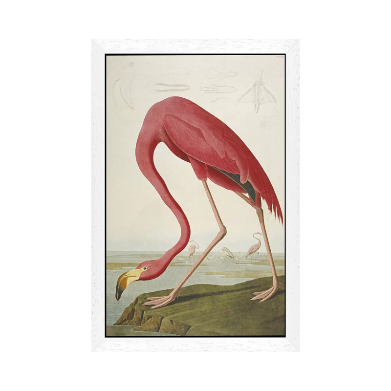 American Flamingo by John Audubon - Floater Frame Painting on Canvas, White Framed, 101.6 cm H x 66.04 cm W