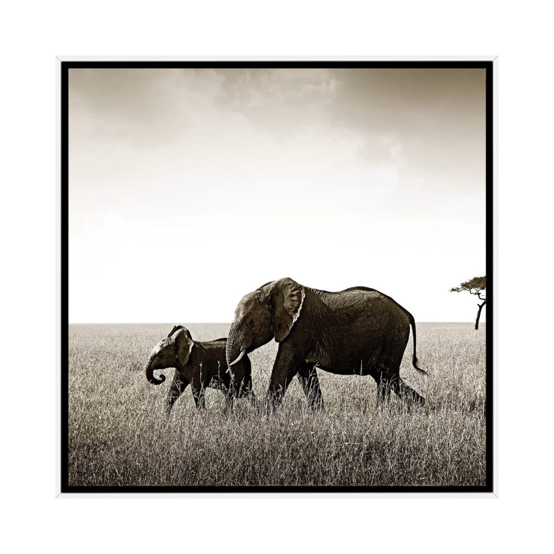 Bonded Elephant by Klaus Tiedge - Print on Canvas, White Framed, 66.04 cm H x 66.04 cm W