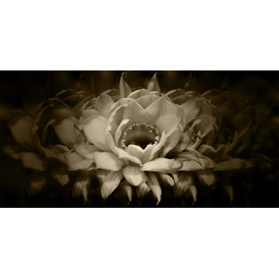 Sepia Petals 1 Print by Nathan Turner