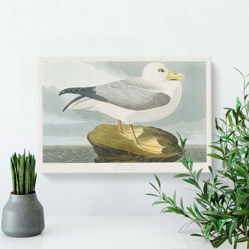Fulmar Bird by John James Audubon - Wrapped Canvas, 35cm H x 50cm W x 3cm D