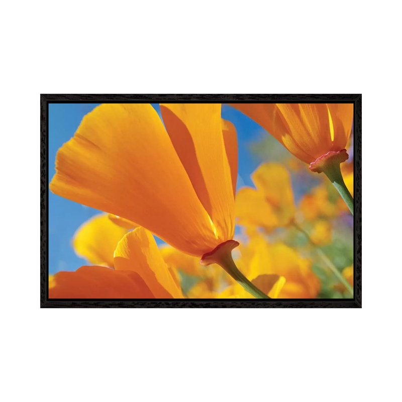 California Poppy Flowers, Antelope Valley, California I by Tim Fitzharris - Gallery-Wrapped Canvas Giclée on Canvas