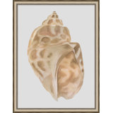 Watercolor Sea Shells 5 Print
