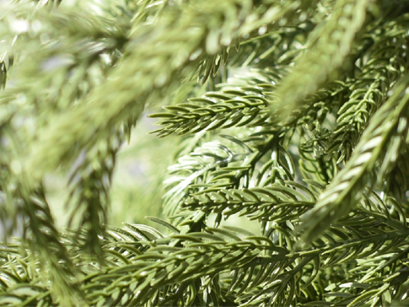 6' Pine Tree, 5' H