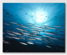 Stretched On Wooden Frame Fotodrucke on Leinwand, 80cm H x 100cm W x 2cm D